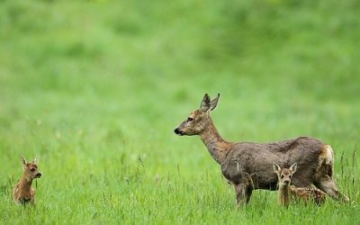 ASSEMBLÉE GÉNÉRALE DE LA CHASSE Vendredi 14 juin
